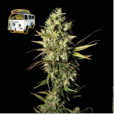 Семена конопли The White OG Феминизированные Seedsman seeds